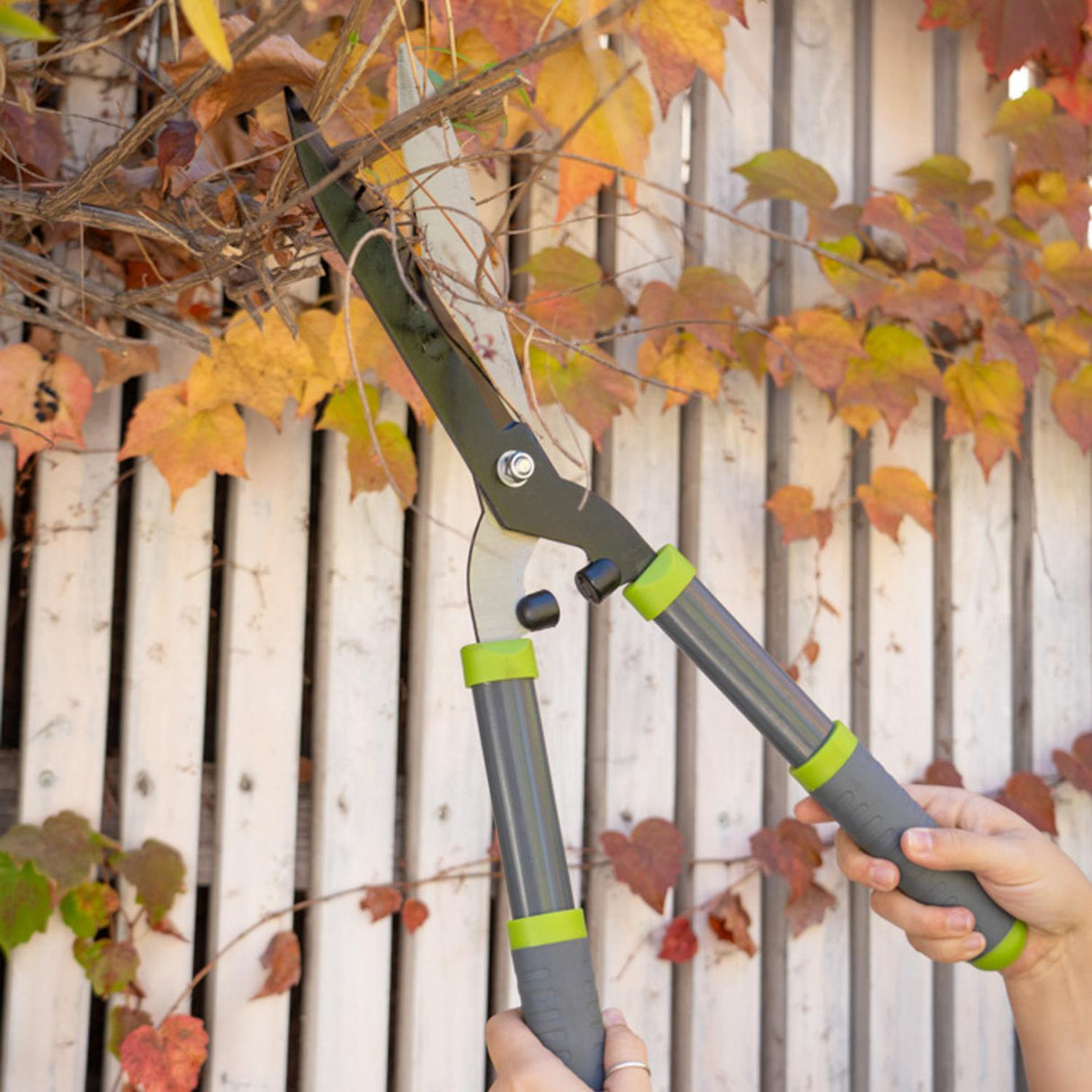 jpg_1500x1500_64357059