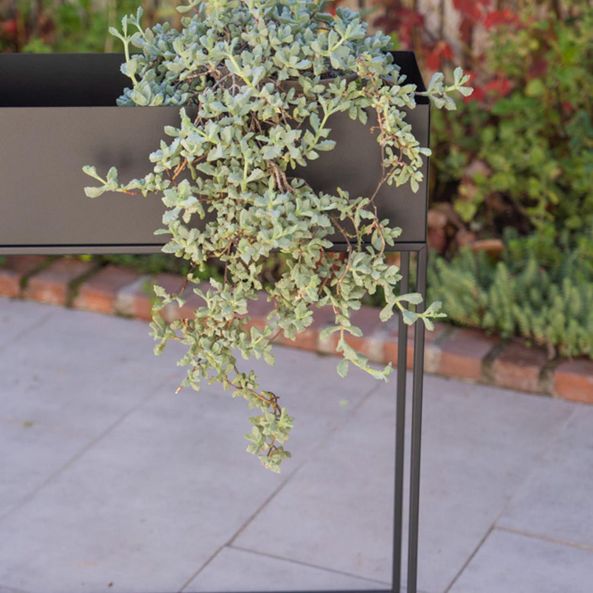 jpg_1500x1500_66315648