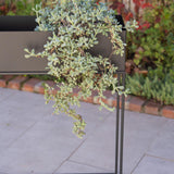 jpg_1500x1500_66315648